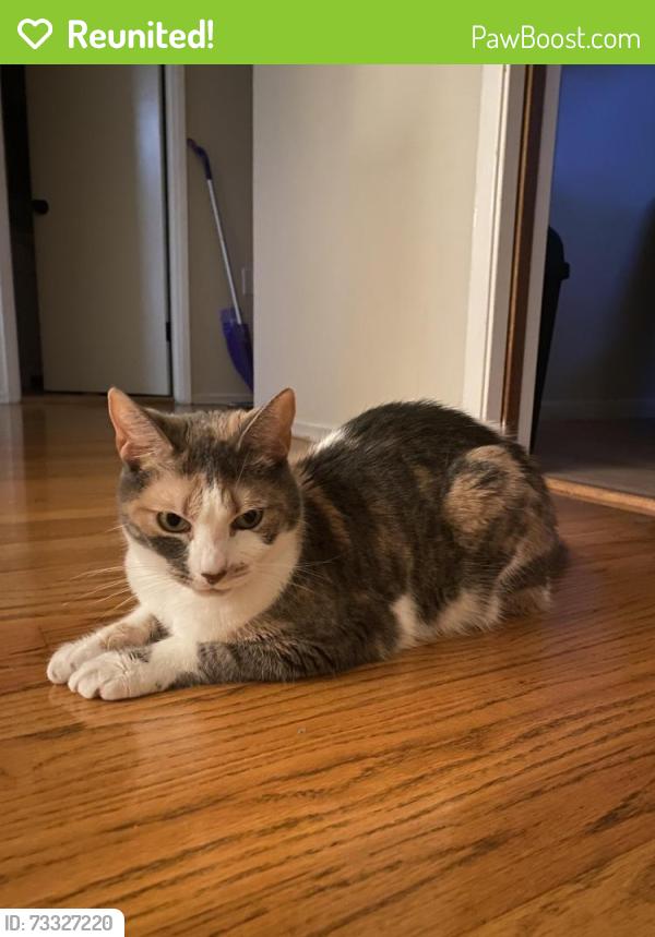 Reunited Female Cat last seen 26th Avenue and Geary, San Francisco, CA 94122