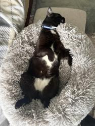 Lost Male Cat last seen Filmore, Kennewick, WA 99338