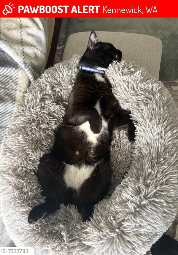 Lost Male Cat last seen Filmore, Kennewick, WA 99338