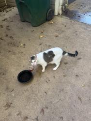 Reunited Unknown Cat last seen food lion lyman, Wellford, SC 29385