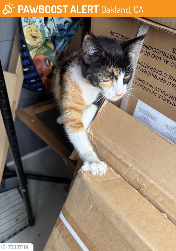 Found/Stray Female Cat last seen 36th ave and E18th St, Oakland, CA 94601