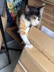 Found/Stray Female Cat last seen 36th ave and E18th St, Oakland, CA 94601