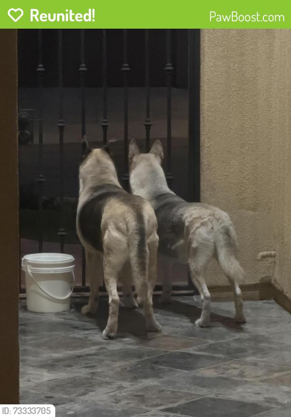 Reunited Unknown Dog last seen Coastal Hills/Butterfly Way, Chula Vista, CA 91914