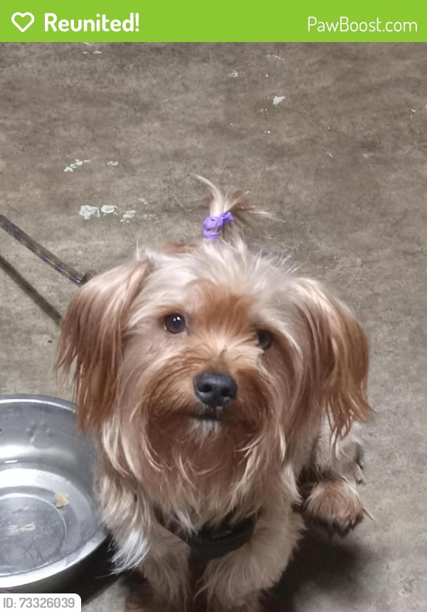 Reunited Male Dog last seen Briarwood rd in paradise hills, San Diego, CA 92114