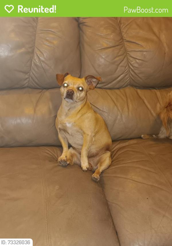 Reunited Male Dog last seen Briarwood rd in paradise hills, San Diego, CA 92114