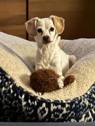 Lost Female Dog last seen Bluebonnet Drive Fort Worth, TX, Fort Worth, TX 76102