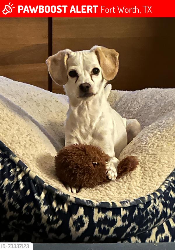 Lost Female Dog last seen Bluebonnet Drive Fort Worth, TX, Fort Worth, TX 76102