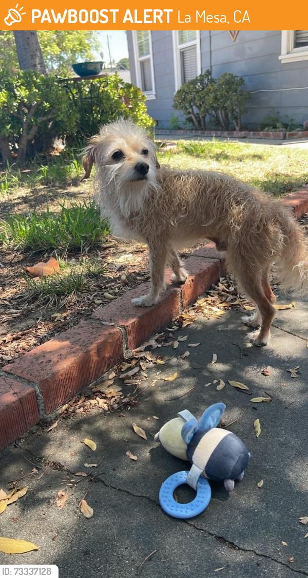 Found/Stray Male Dog last seen Stanford, La Mesa, CA 91941