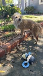 Found/Stray Male Dog last seen Stanford, La Mesa, CA 91941
