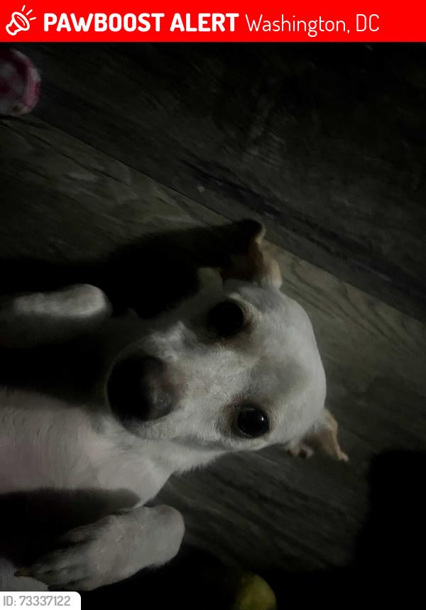 Lost Female Dog last seen Near e st se, Washington, DC 20019