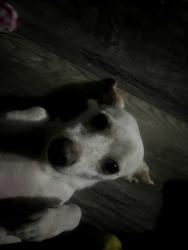 Lost Female Dog last seen Near e st se, Washington, DC 20019