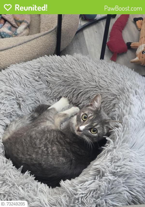 Reunited Female Cat last seen Near Litchfield Road North, Wilson, NC 27893