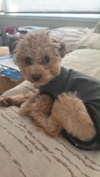 Reunited Female Dog last seen Near Lake Shore Dr S, Richfield, MN 55423, USA, Richfield, MN 55423