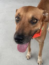 Found/Stray Female Dog last seen Hidden Forest Dr and 149, Montgomery, TX 77316