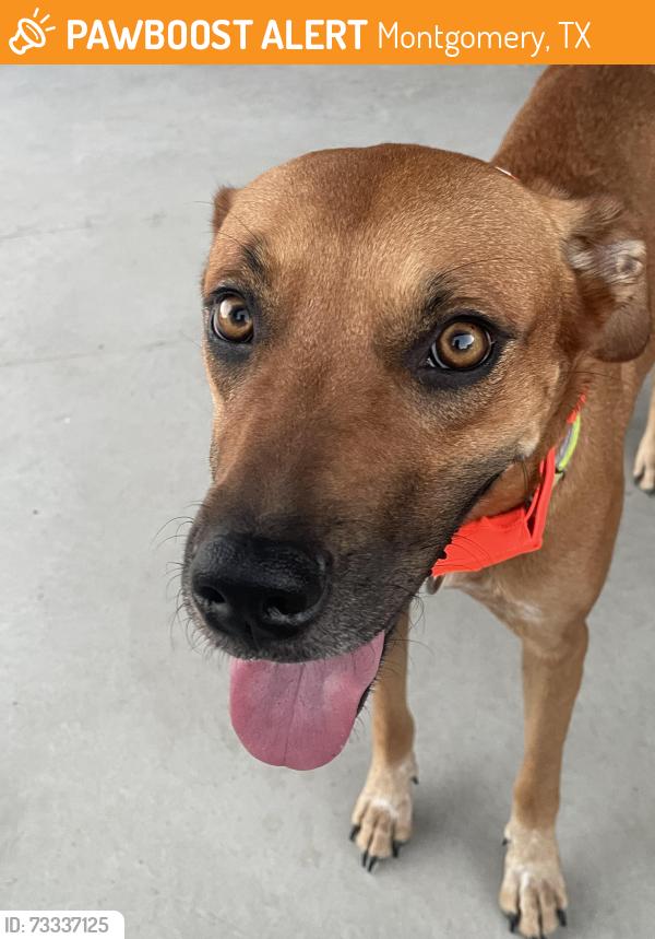 Found/Stray Female Dog last seen Hidden Forest Dr and 149, Montgomery, TX 77316