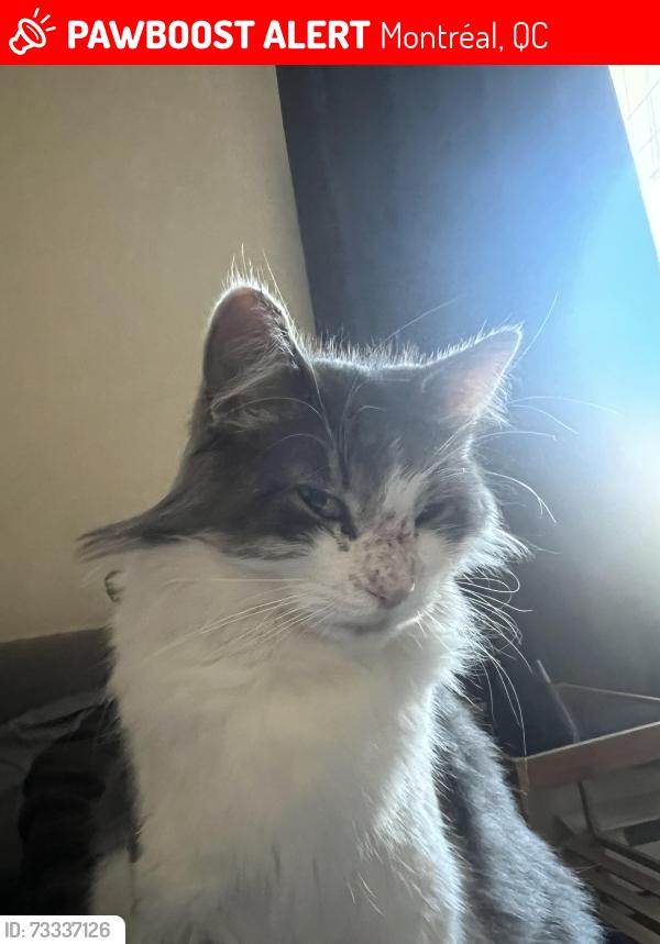 Lost Female Cat last seen Saint Germain Street and Rue Poirier, Montréal, QC 