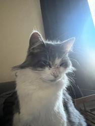 Lost Female Cat last seen Saint Germain Street and Rue Poirier, Montréal, QC 
