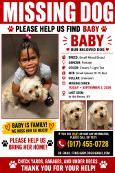 Lost Female Dog last seen Prospect avenue, The Bronx, NY 10462