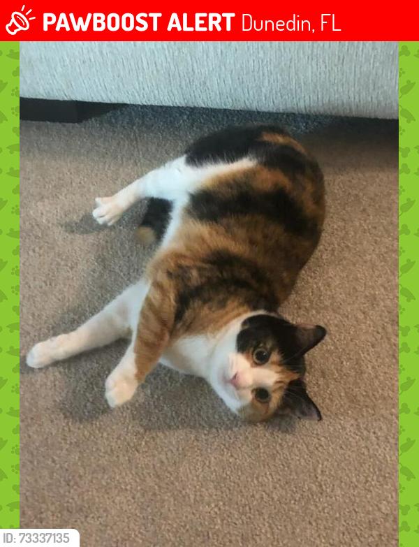 Lost Female Cat last seen Virginia & New York, Dunedin, FL 34698