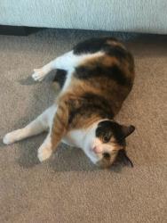 Lost Female Cat last seen Virginia & New York, Dunedin, FL 34698