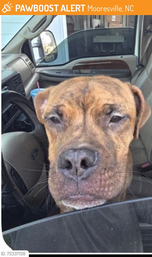 Found/Stray Male Dog last seen Highway 150, by Lazy 5, Mooresville, North Carolina, Mooresville, NC 28117