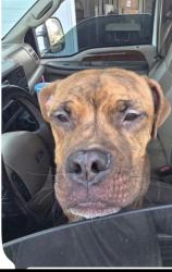 Found/Stray Male Dog last seen Highway 150, by Lazy 5, Mooresville, North Carolina, Mooresville, NC 28117