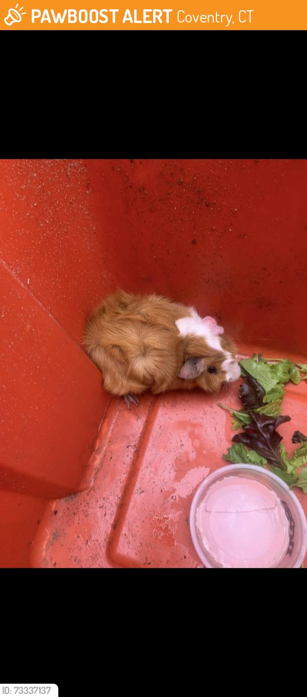 Found/Stray Unknown Other last seen Lewis Hill, Coventry, CT 06238
