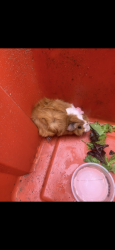 Found/Stray Unknown Other last seen Lewis Hill, Coventry, CT 06238