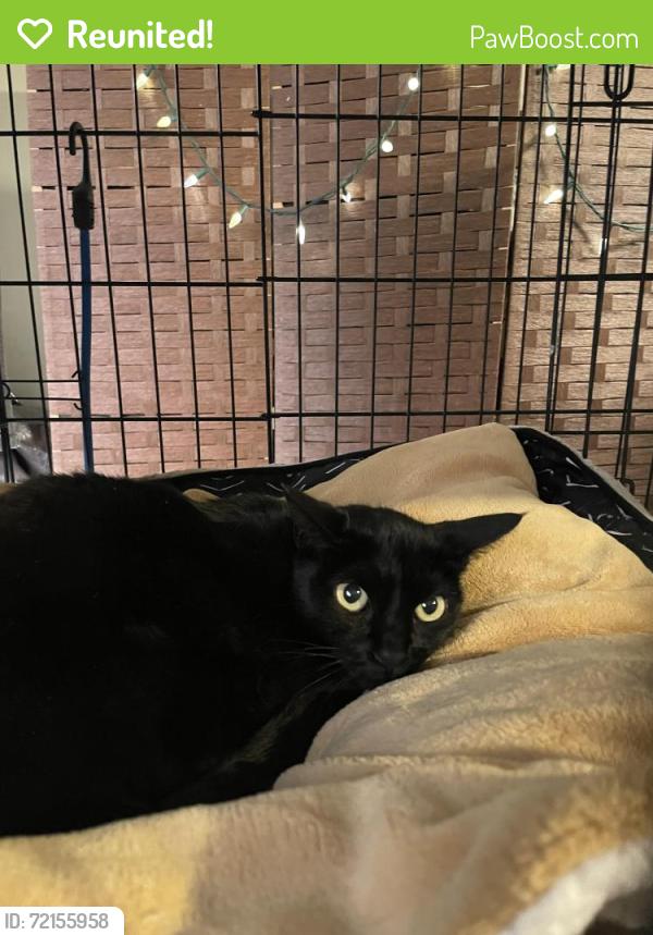 Reunited Female Cat last seen Edinger and Bristol, Santa Ana, CA 92707