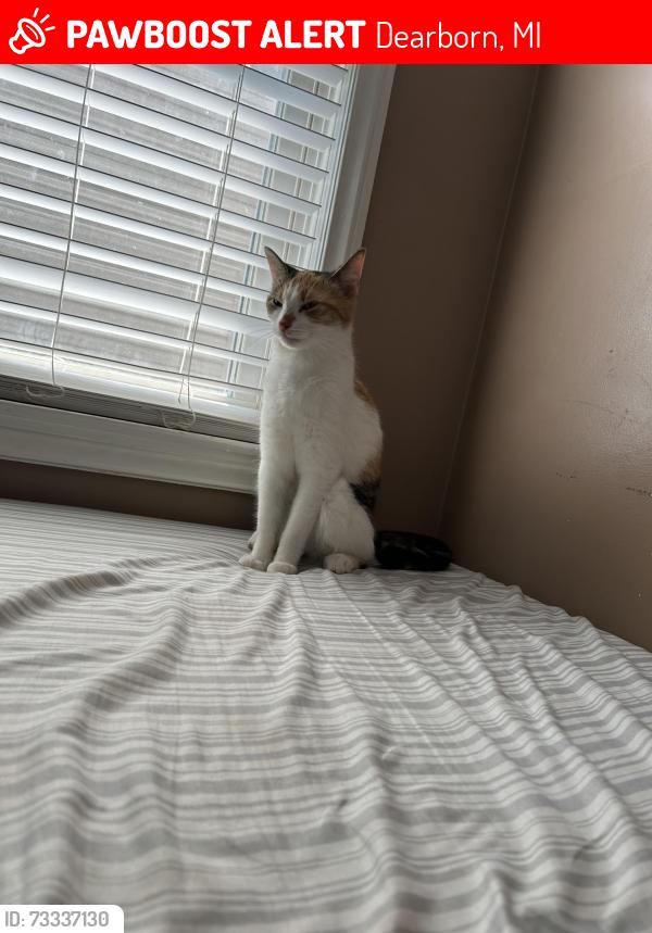 Lost Female Cat last seen Curtis st Dearborn Michigan 48126, Dearborn, MI 48126