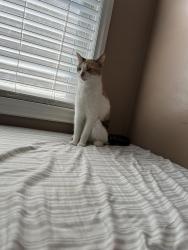 Lost Female Cat last seen Curtis st Dearborn Michigan 48126, Dearborn, MI 48126