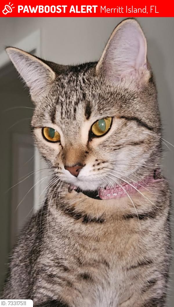 Lost Female Cat last seen Sonic, Merritt Island, FL 32953