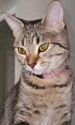 Lost Female Cat last seen Sonic, Merritt Island, FL 32953