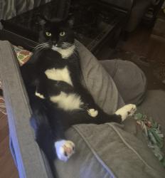 Lost Male Cat last seen Lookout Mountain Dr. and Tonica Spring Trl., Manchester, CT 06040