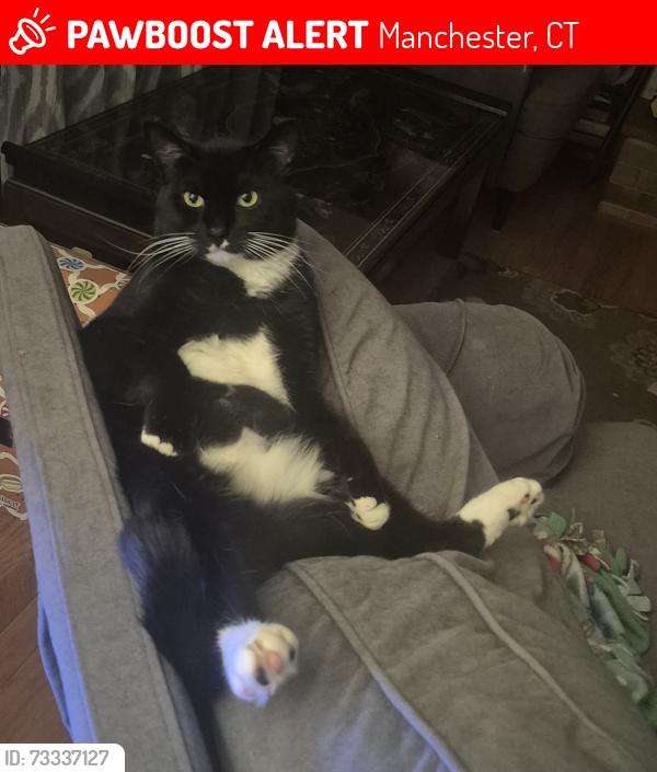 Lost Male Cat last seen Lookout Mountain Dr. and Tonica Spring Trl., Manchester, CT 06040
