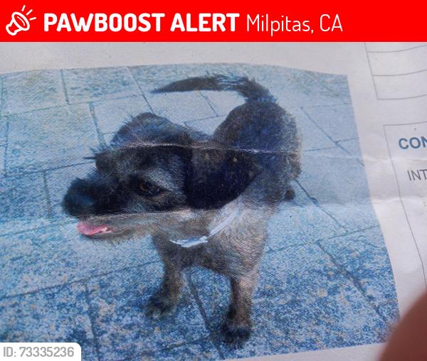 Lost Female Dog last seen Near Mc Carthy dr Milpitas CA Amazon prime parking lot, Milpitas, CA 95035