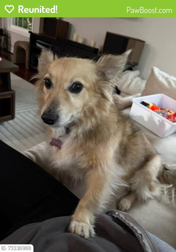 Reunited Female Dog last seen Yalesville Elementary, Wallingford, CT 06492