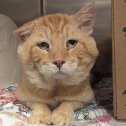 Shelter Stray Male Cat last seen Near BLOCK BELMONT, 10521 Baur Blvd, Olivette, MO 63132, USA