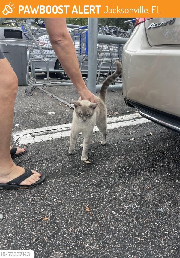 Found/Stray Male Cat last seen Sam’s club parking lot, Jacksonville, FL 32246