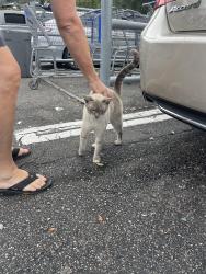 Found/Stray Male Cat last seen Sam’s club parking lot, Jacksonville, FL 32246