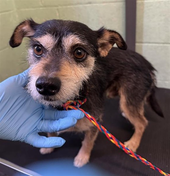 Shelter Stray Male Dog last seen NATOMAS PARK DR & GARDEN HWY, 2127 Front St, Sacramento, CA 95818, USA