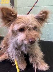 Shelter Stray Female Dog last seen NATOMAS PARK DR & GARDEN HWY, 2127 Front St, Sacramento, CA 95818, USA