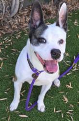 Shelter Stray Female Dog last seen , 1850 W 60th St, Los Angeles, CA 90047, USA