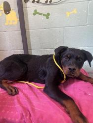Shelter Stray Male Dog last seen RAMONA AVE & CUCAMONGA AVE, 2127 Front St, Sacramento, CA 95818, USA