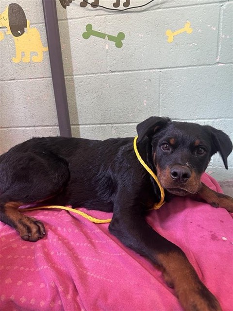 Shelter Stray Male Dog last seen RAMONA AVE & CUCAMONGA AVE, 2127 Front St, Sacramento, CA 95818, USA
