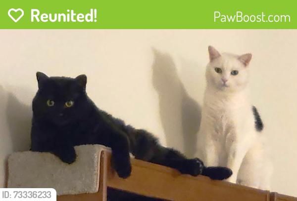 Reunited Male Cat last seen Bridge Street, Lowell, MA 01852