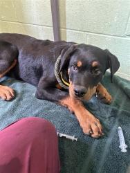 Shelter Stray Male Dog last seen RAMONA AVE & CUCAMONGA AVE, 2127 Front St, Sacramento, CA 95818, USA