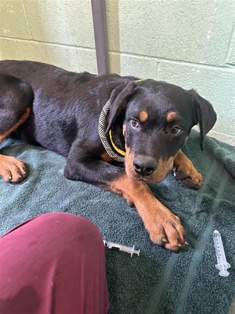 Shelter Stray Male Dog last seen RAMONA AVE & CUCAMONGA AVE, 2127 Front St, Sacramento, CA 95818, USA