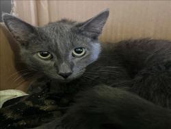 Shelter Stray Male Cat last seen , 1850 W 60th St, Los Angeles, CA 90047, USA