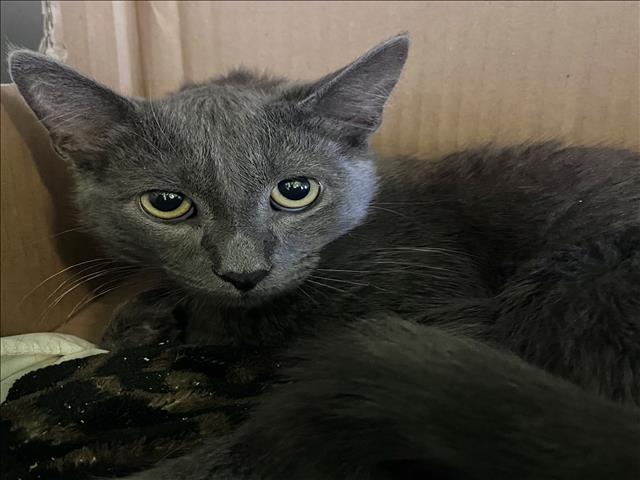 Shelter Stray Male Cat last seen , 1850 W 60th St, Los Angeles, CA 90047, USA